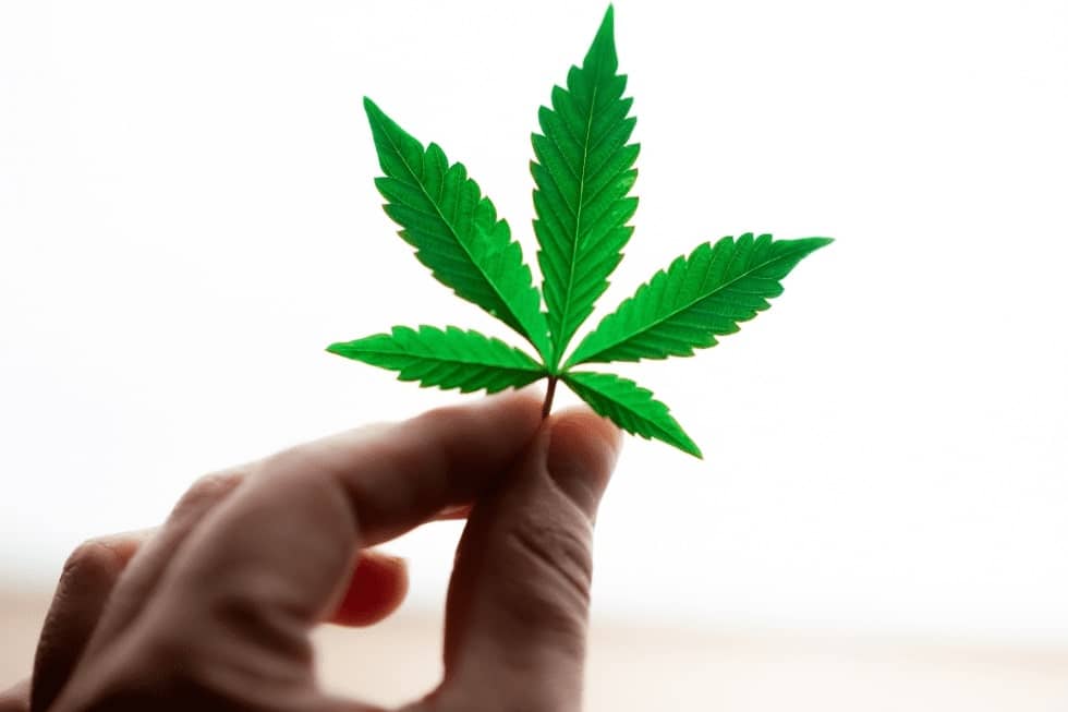 Marijuana leaf in a male hand